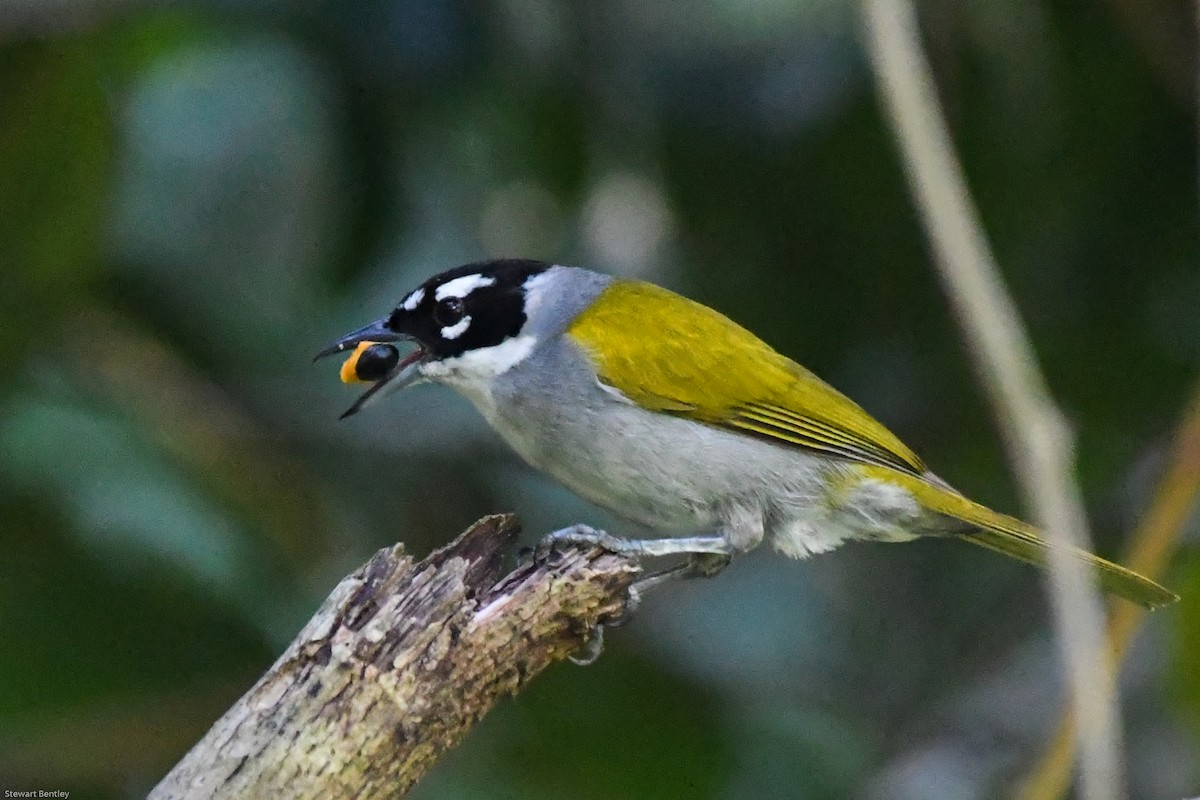 Black-crowned Palm-Tanager - ML602089471
