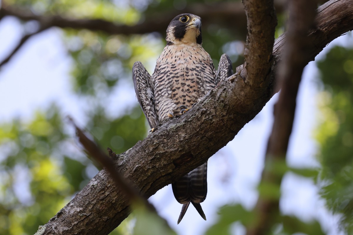 Peregrine Falcon - ML602089771