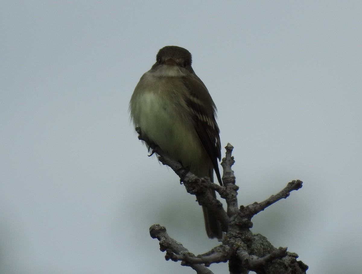 Alder Flycatcher - Matthew Thompson