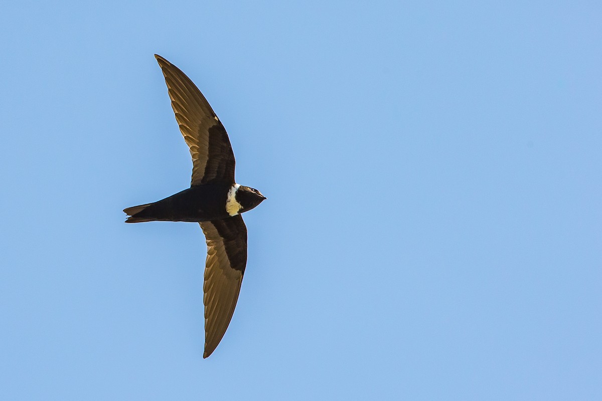 White-collared Swift - ML602090521