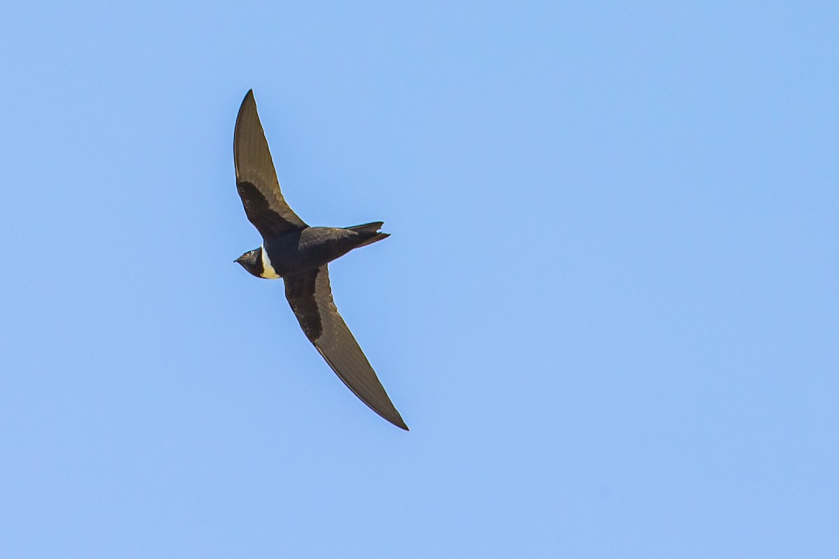 White-collared Swift - ML602090531