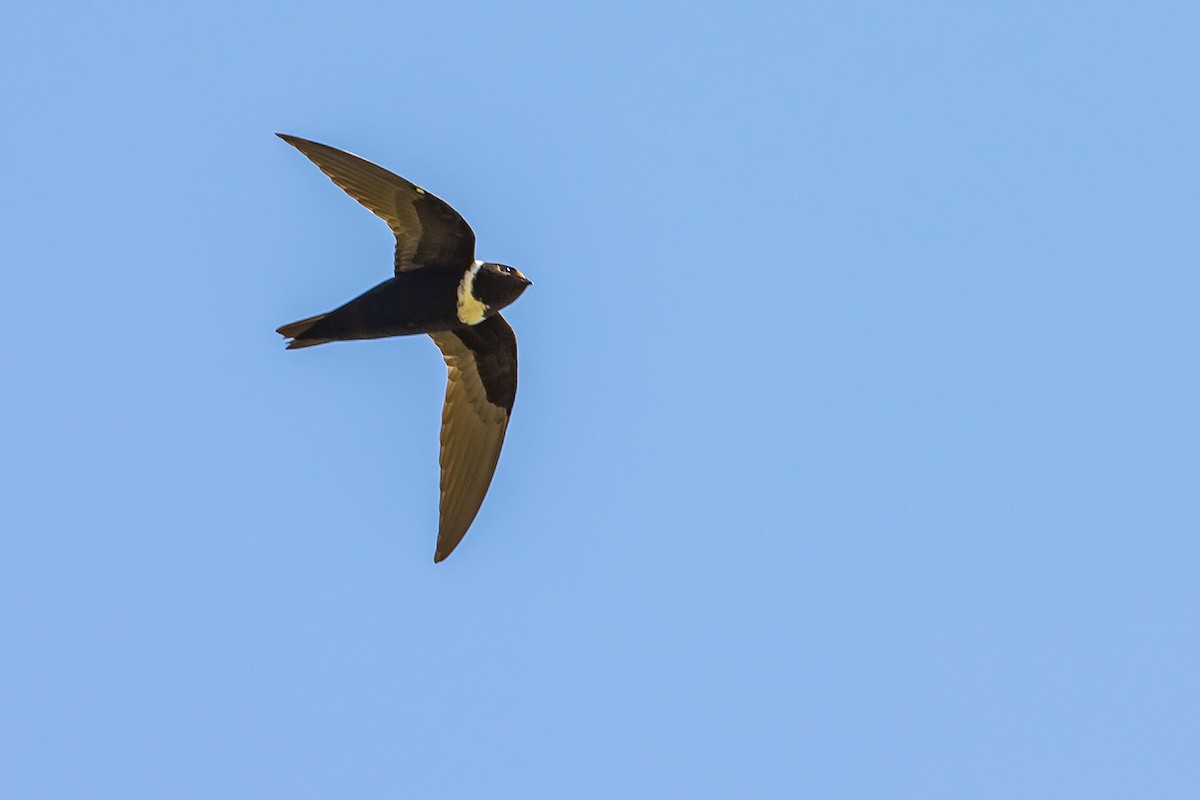 White-collared Swift - ML602090541