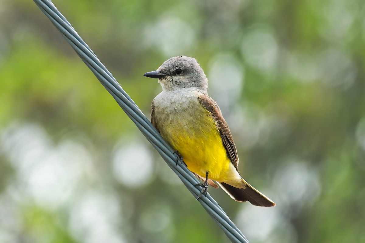 Western Kingbird - ML602090821