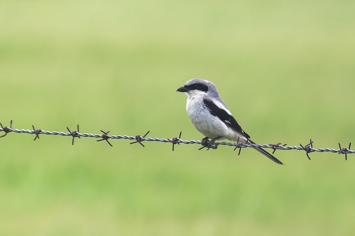 Loggerhead Shrike - ML602090901