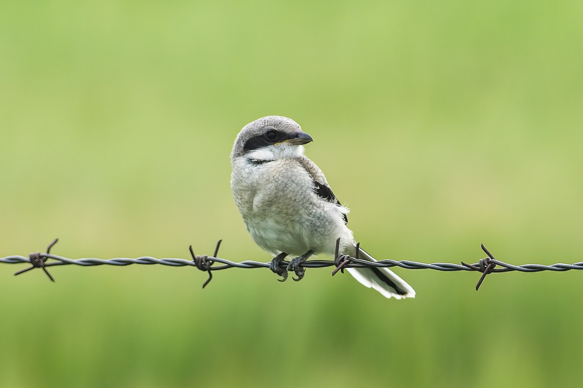 Loggerhead Shrike - ML602090911