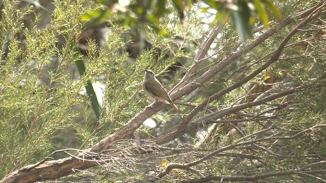 Brown Honeyeater - ML602090931