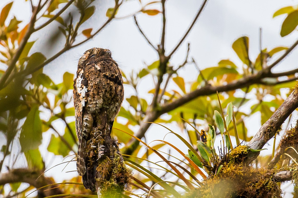 Andean Potoo - ML602091961