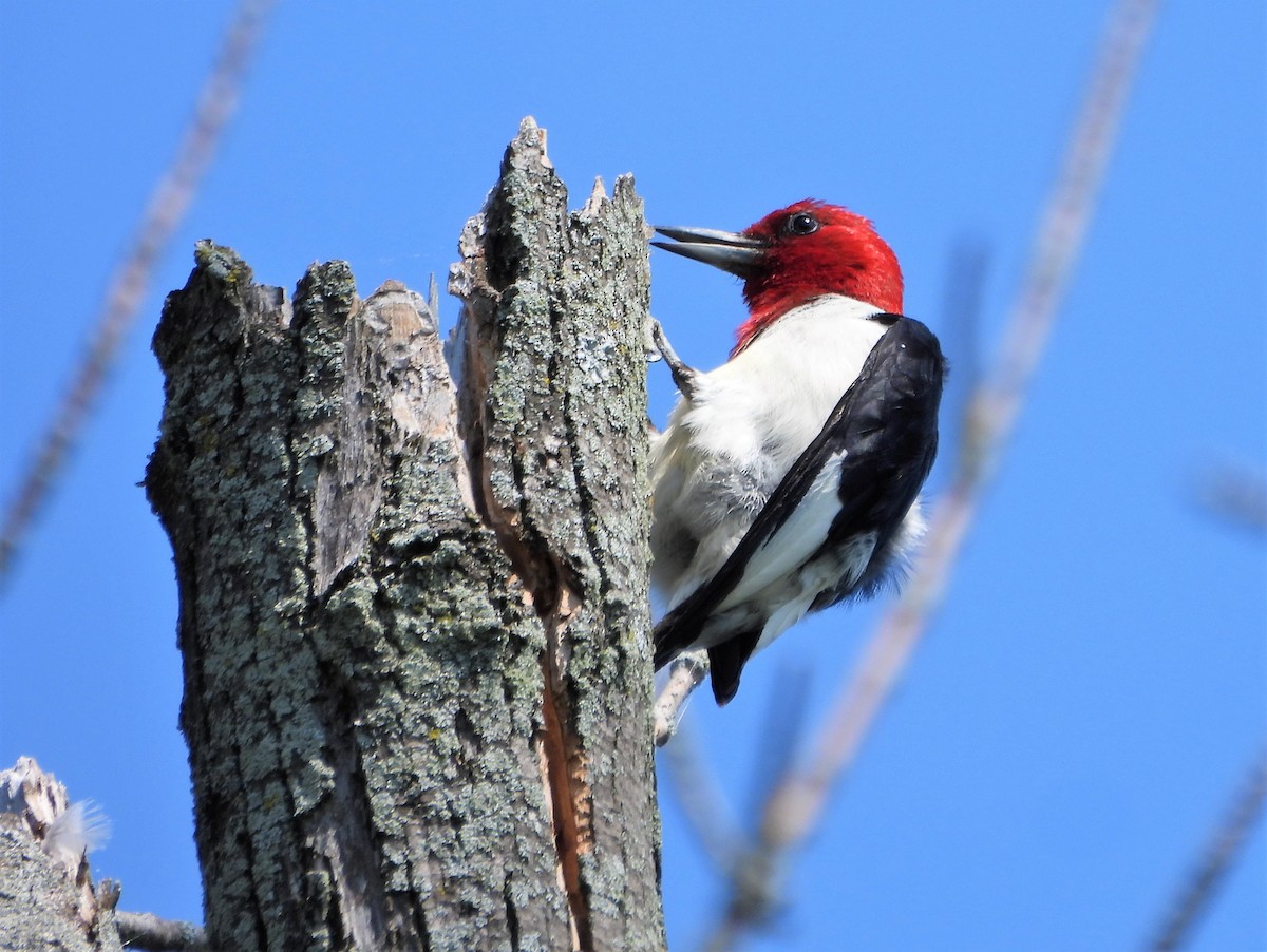 Pic à tête rouge - ML602092331