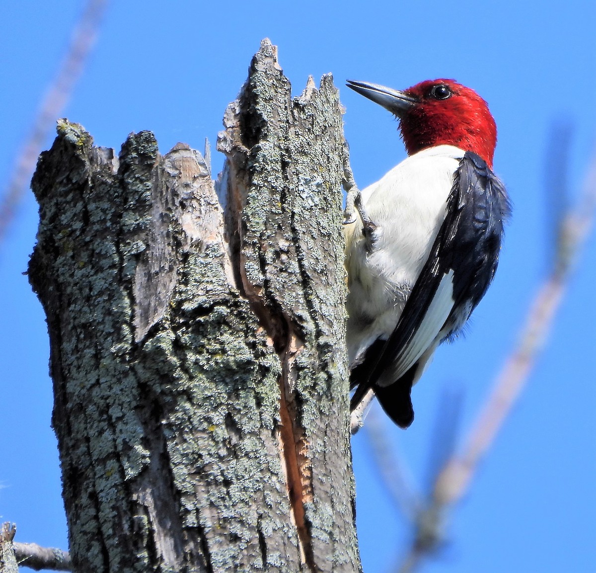 Red-headed Woodpecker - Steven C