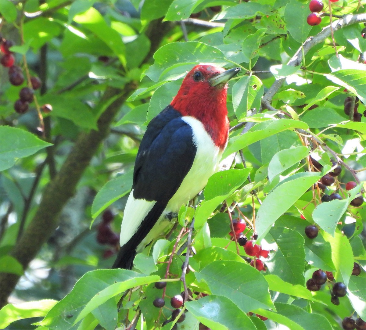 Pic à tête rouge - ML602092351