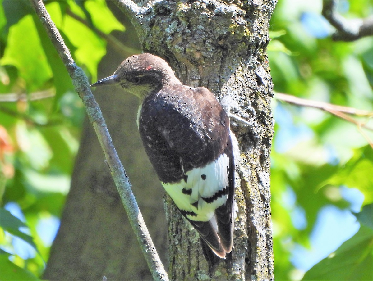 Red-headed Woodpecker - ML602092361