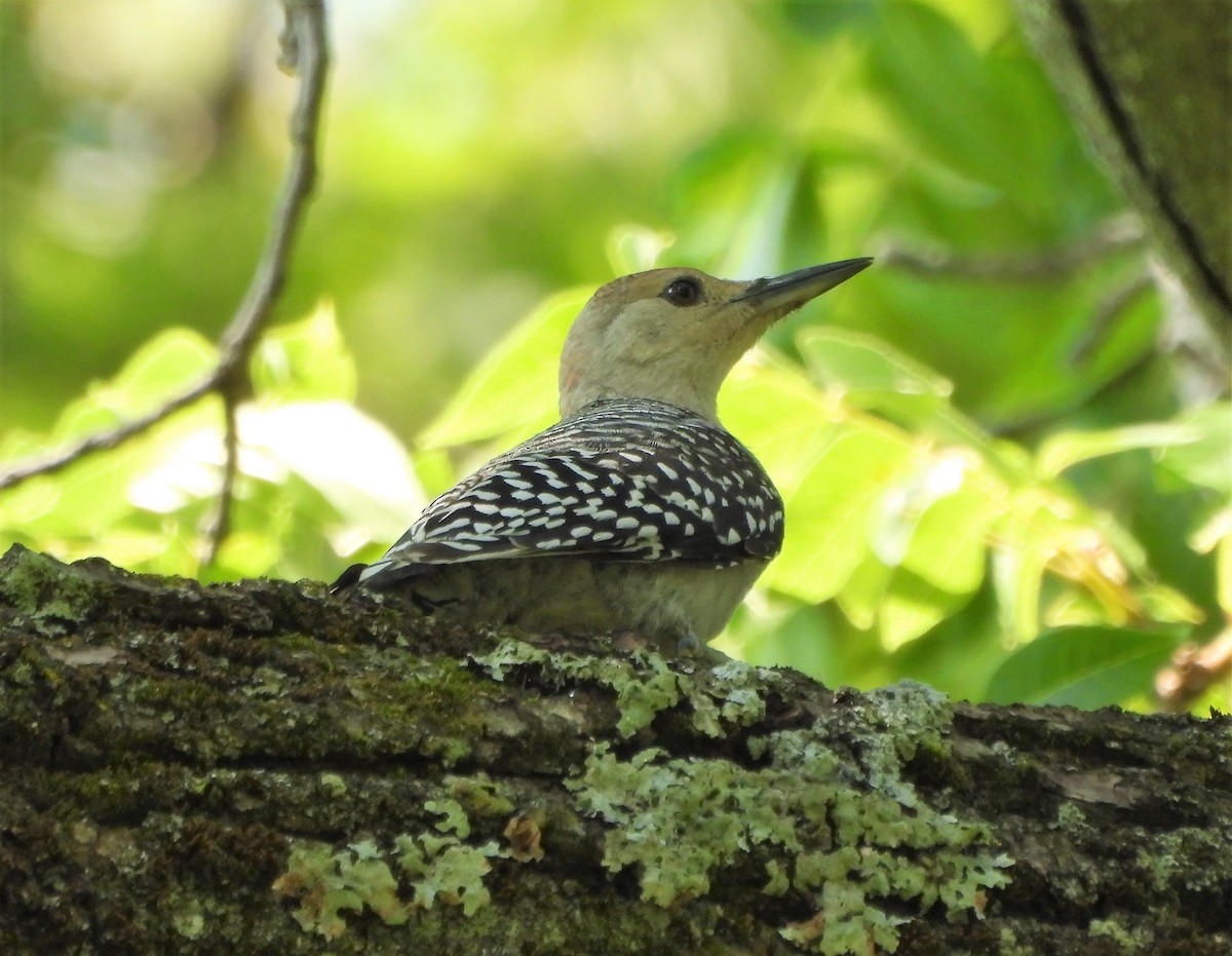 Red-bellied Woodpecker - Steven C