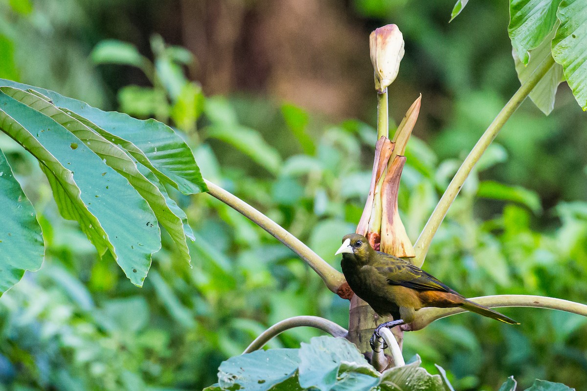 Dusky-green Oropendola - ML602092871