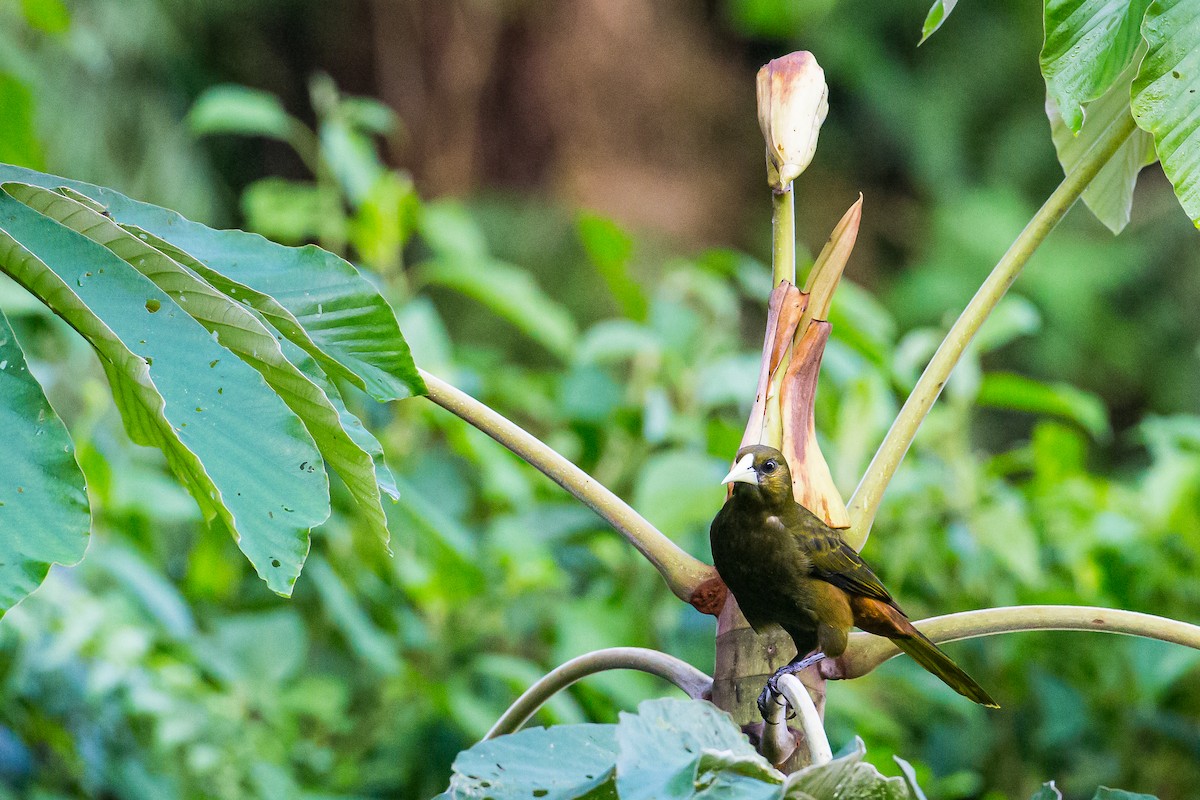 Dusky-green Oropendola - ML602092881