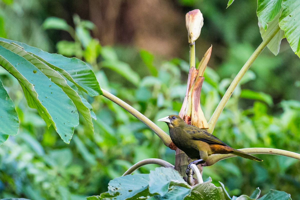 Dusky-green Oropendola - ML602092901