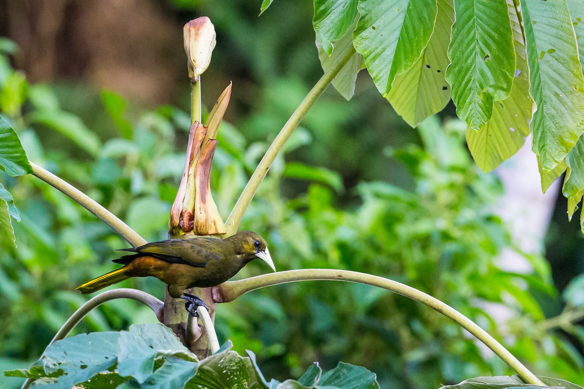 Dusky-green Oropendola - ML602092921