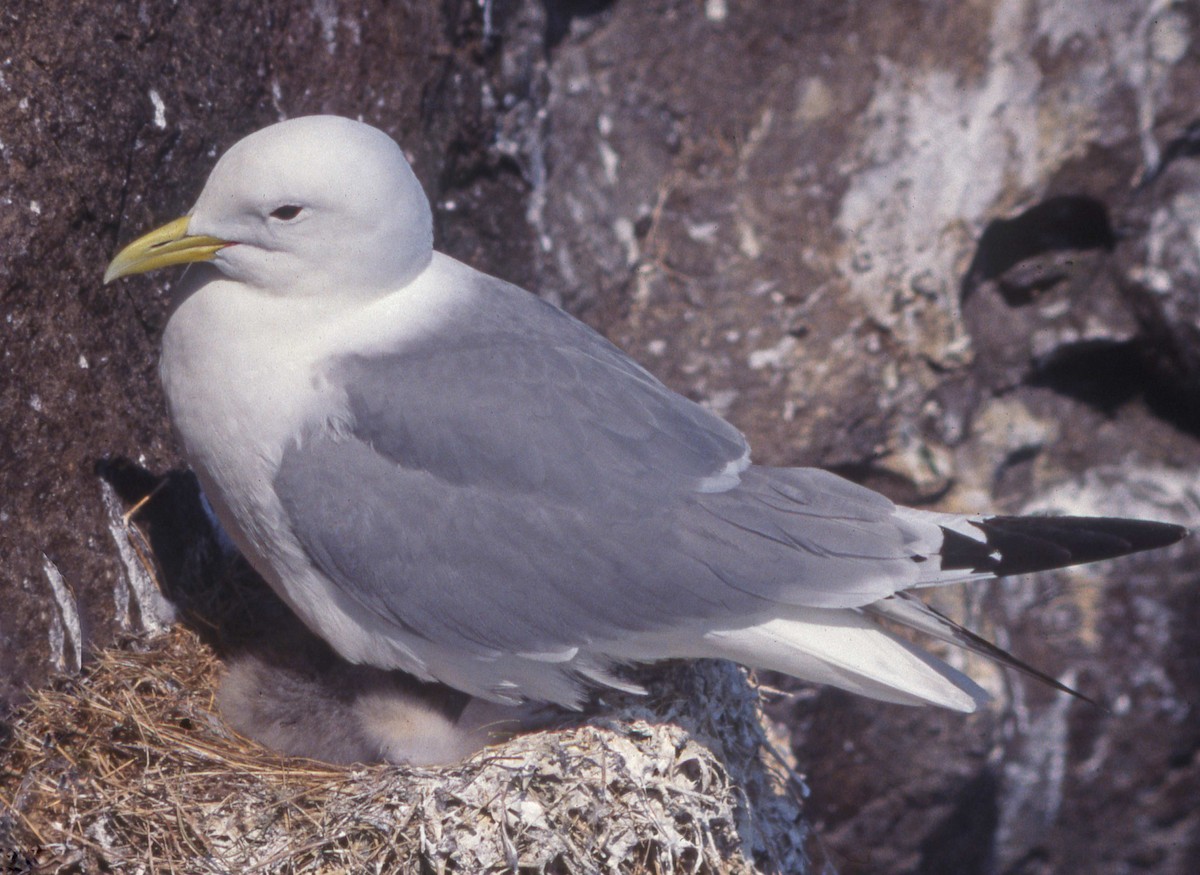 Mouette tridactyle - ML602093711