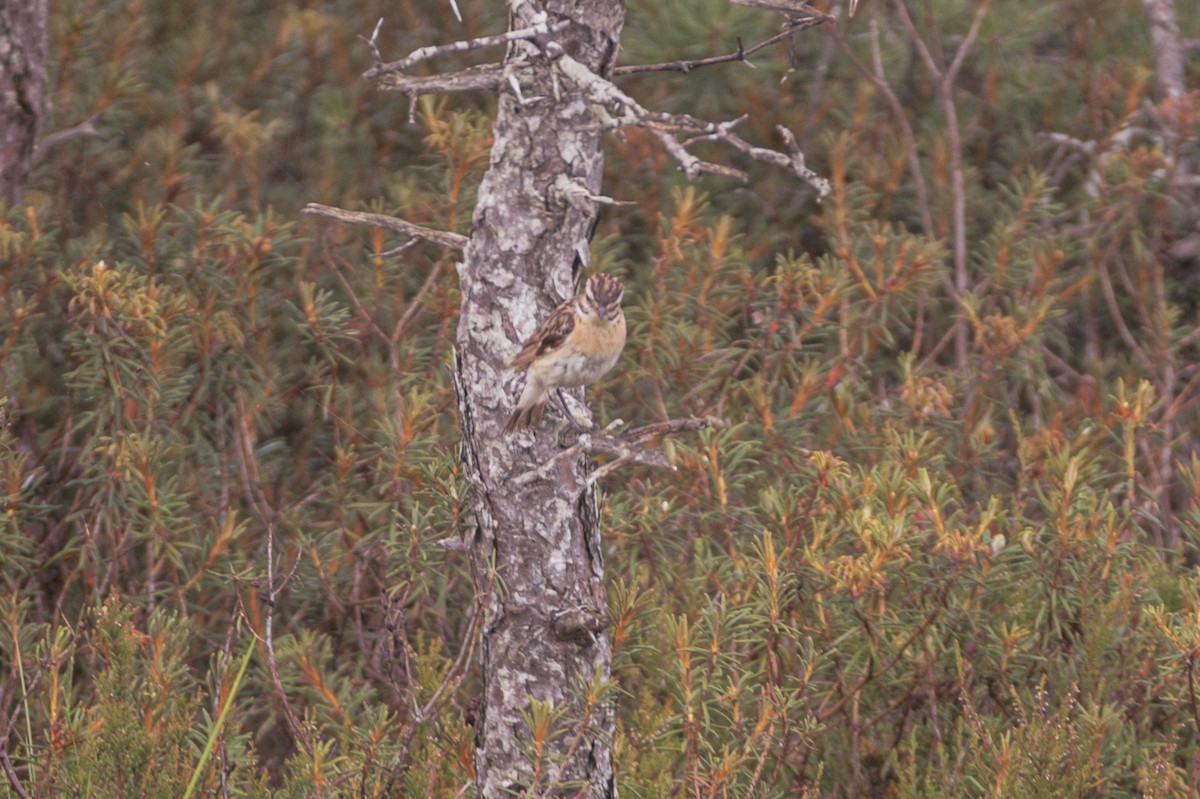 Whinchat - ML602094111