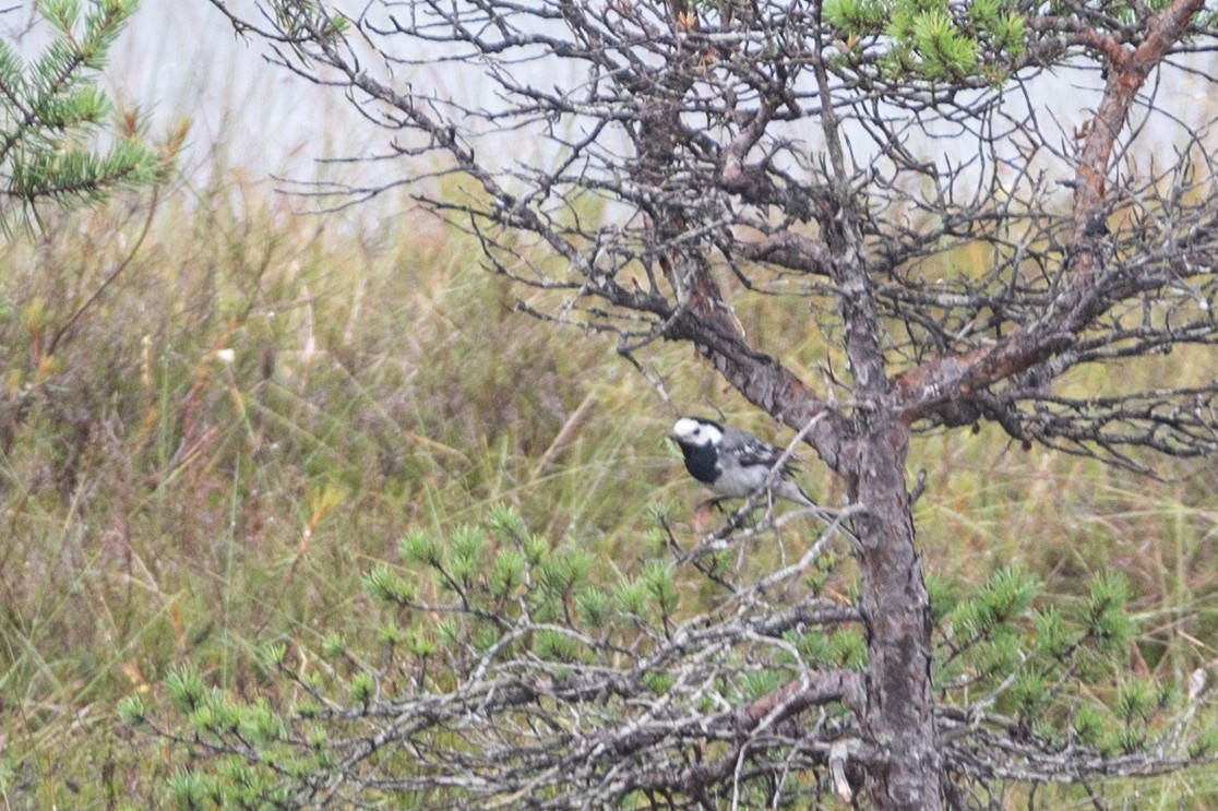 White Wagtail - ML602094151