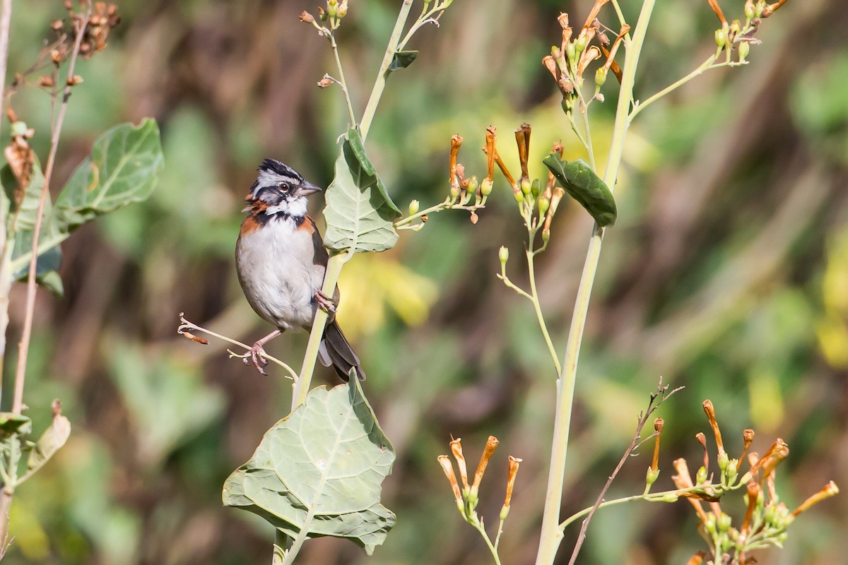 Rufous-collared Sparrow - Anonymous
