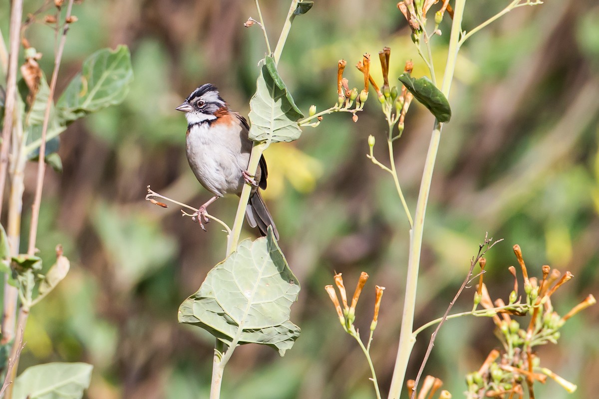 Rufous-collared Sparrow - Anonymous