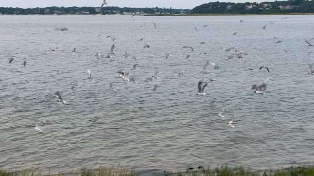 Common Tern (hirundo/tibetana) - ML602095071