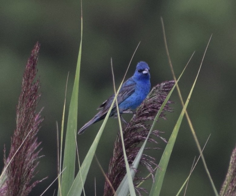 Indigo Bunting - Neal Fitzsimmons