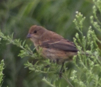 Indigo Bunting - ML602095431