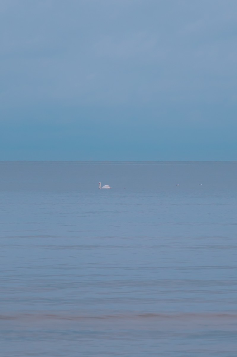 Mute Swan - ML602095841