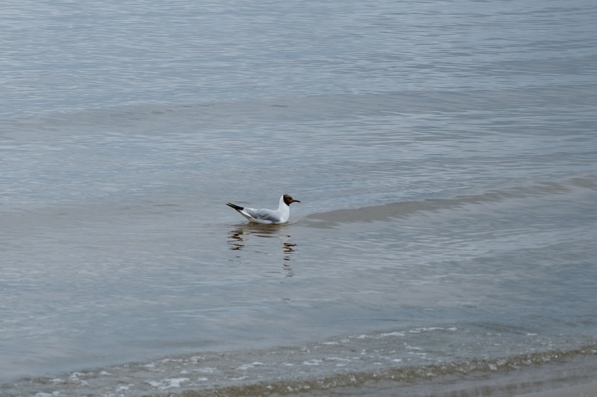 Black-headed Gull - ML602095861