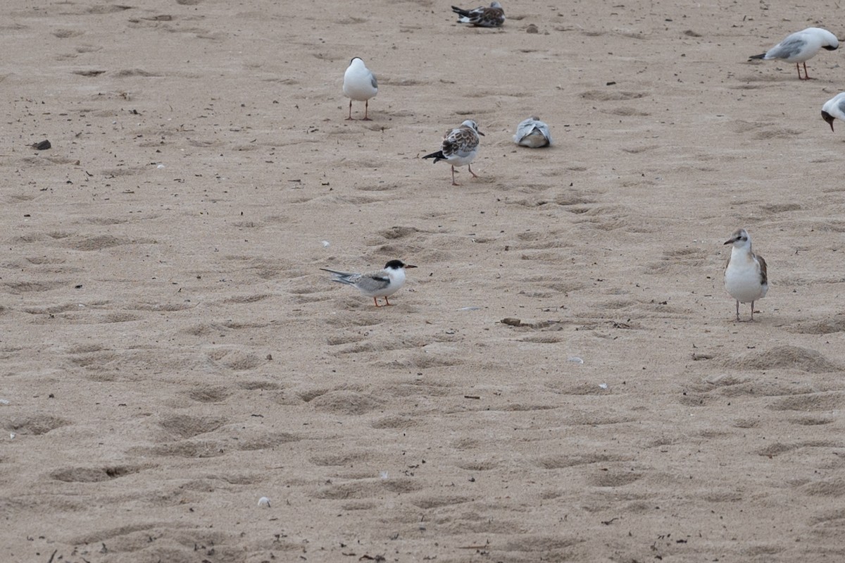 Common Tern - ML602095871
