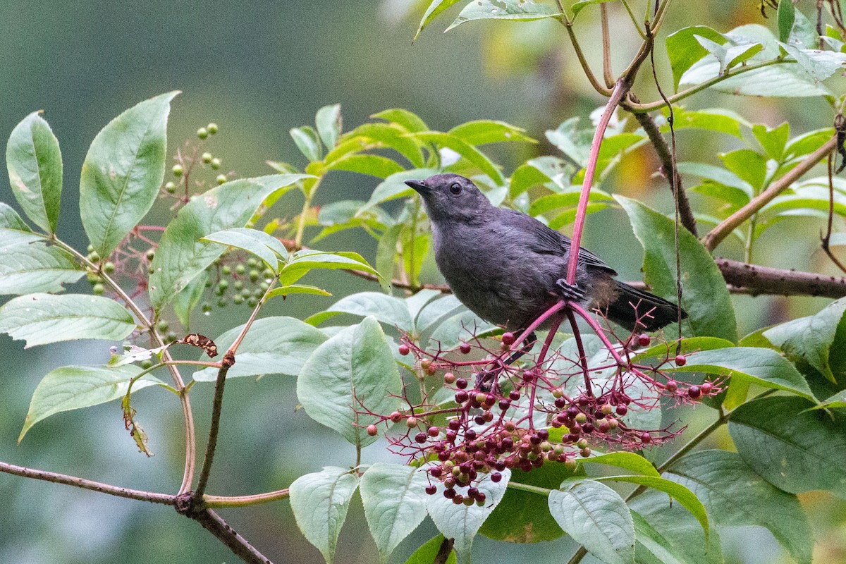 Gray Catbird - ML602096021