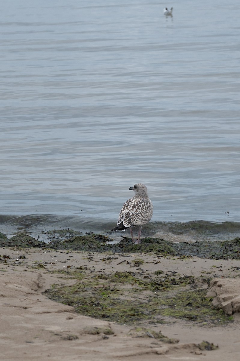 racek sp. - ML602096191