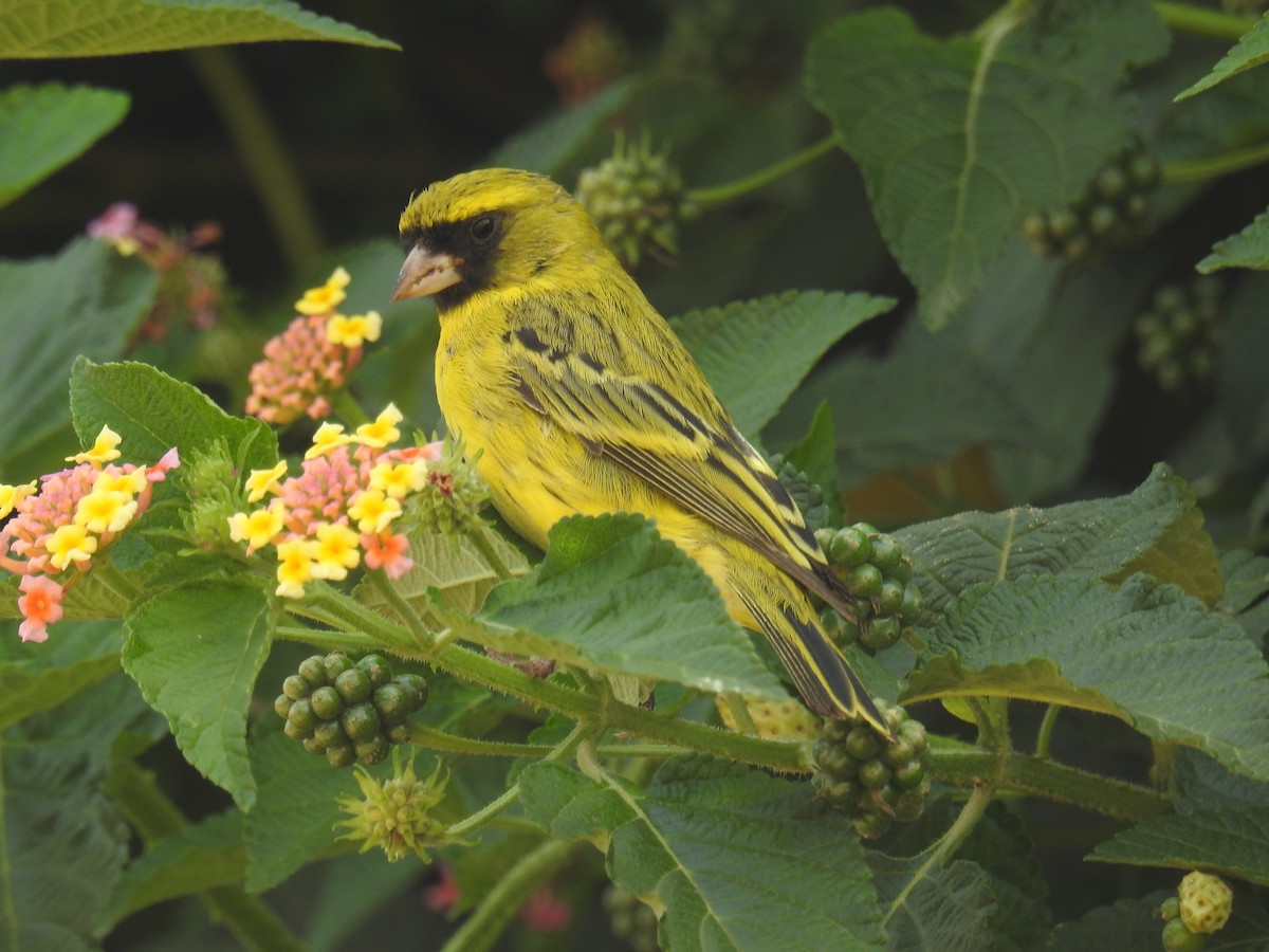 Serin d'Abyssinie - ML60209701