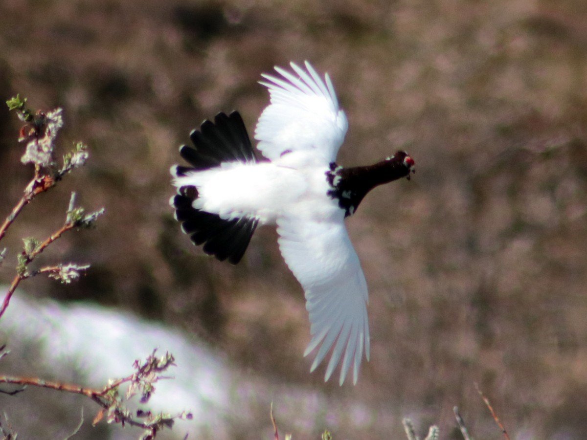 Willow Ptarmigan - Colin Sumrall