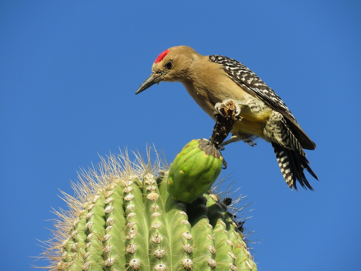 Gila Woodpecker - Anne (Webster) Leight