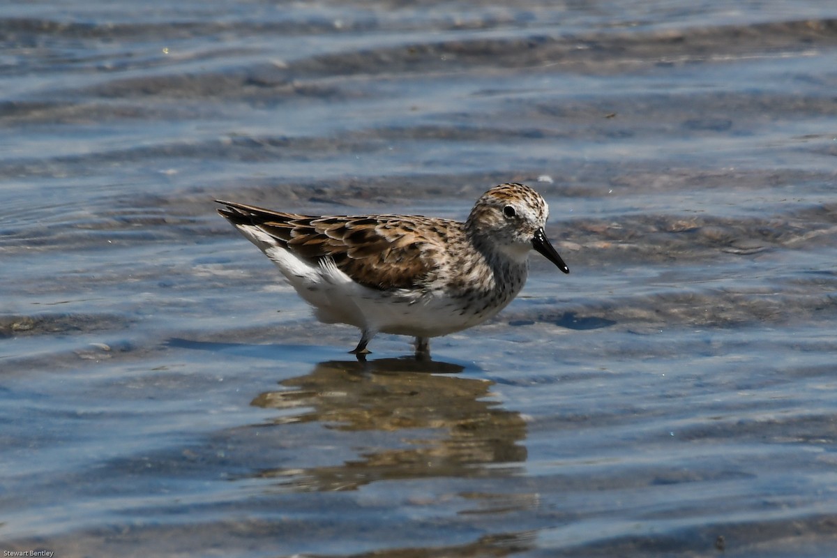 Semipalmated Sandpiper - ML602099721