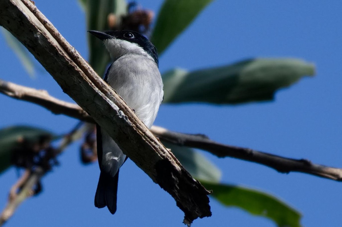 Black-winged Flycatcher-shrike - ML602100281