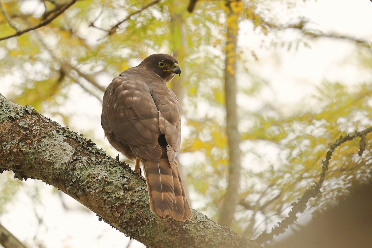 African Goshawk - ML602101731