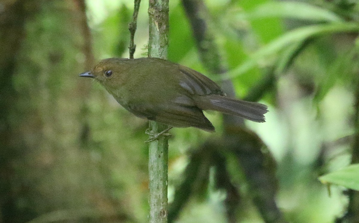 Hazel-fronted Pygmy-Tyrant - Ashley Banwell