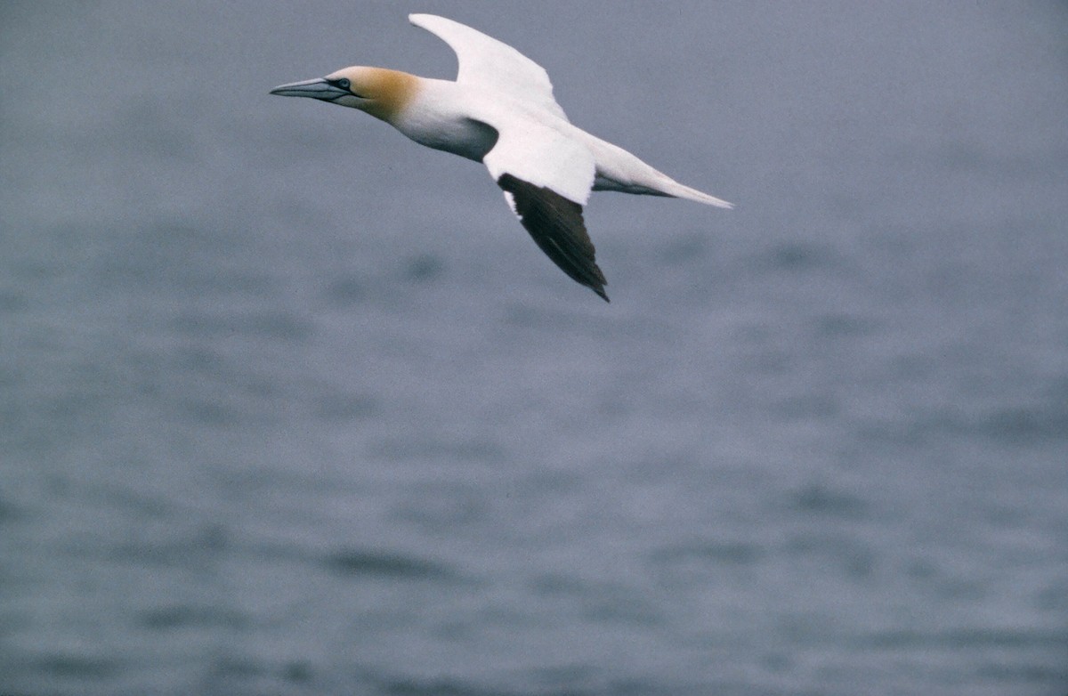 Northern Gannet - Zsuzsanna Guba