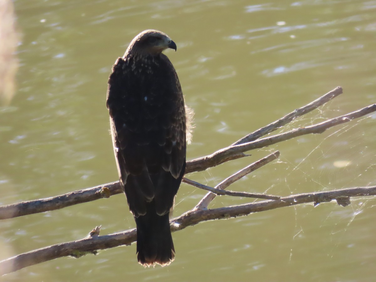 Black Kite - ML602102491