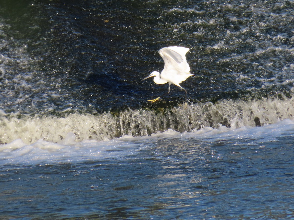 Little Egret - ML602102591