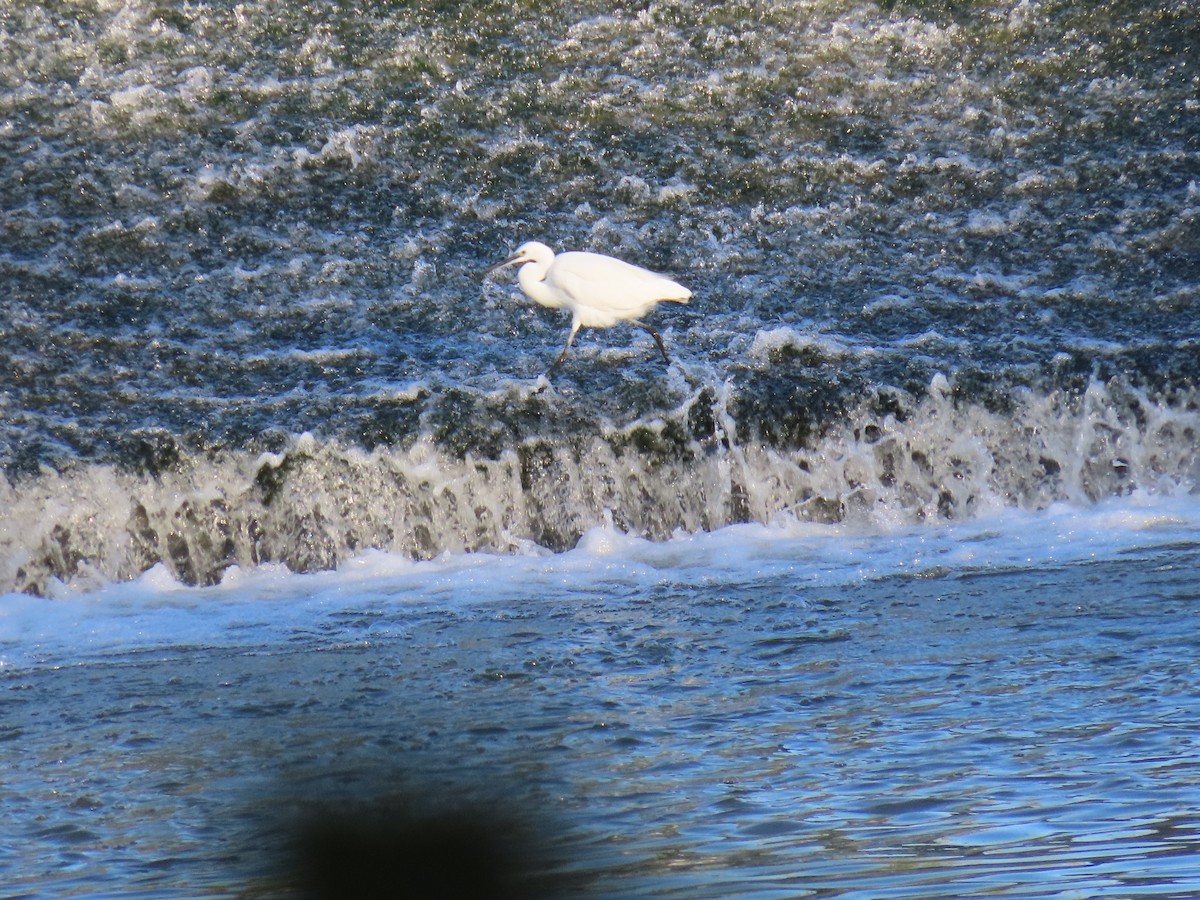 Little Egret - ML602102601