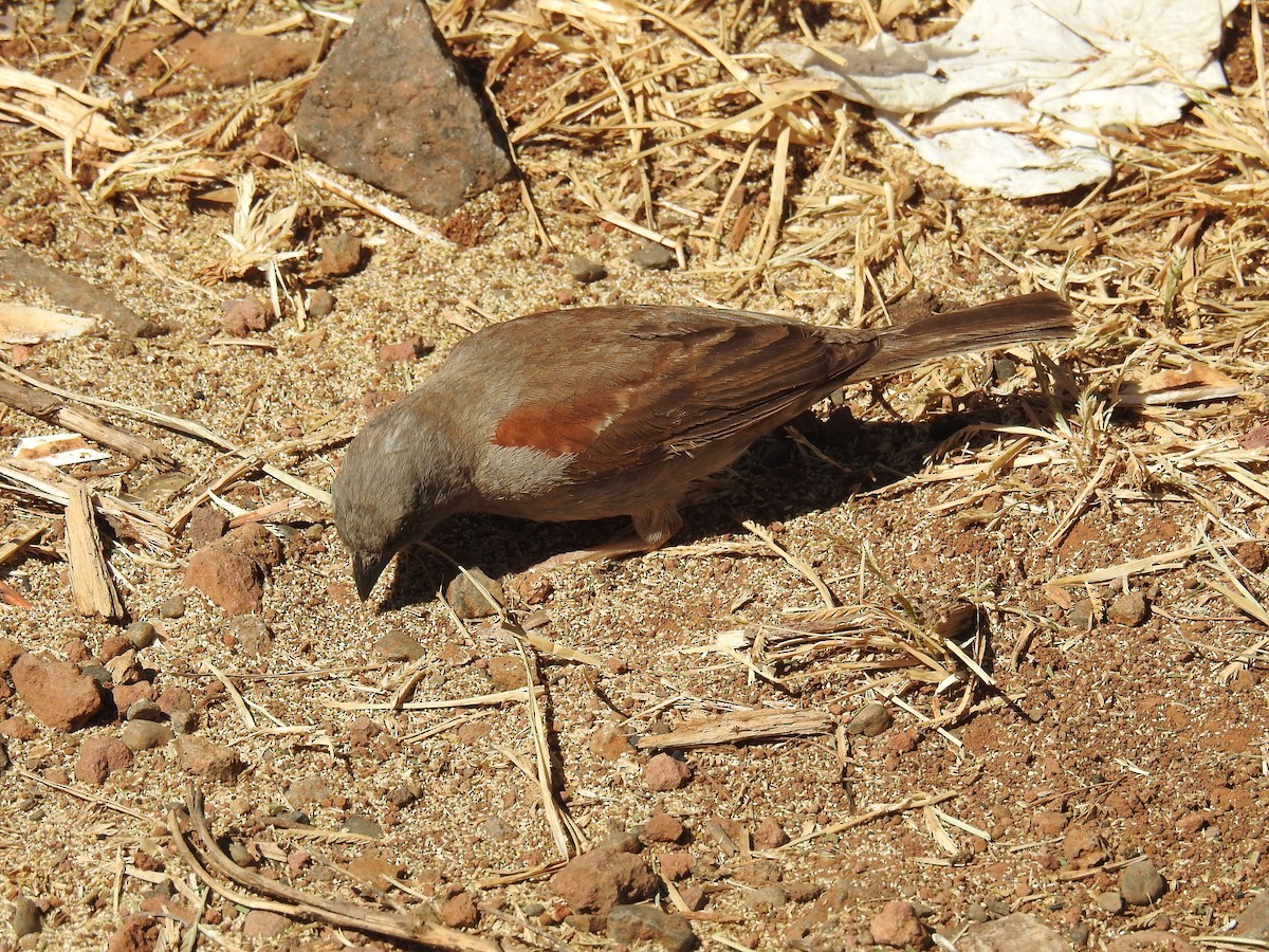 Swainson's Sparrow - ML60210291