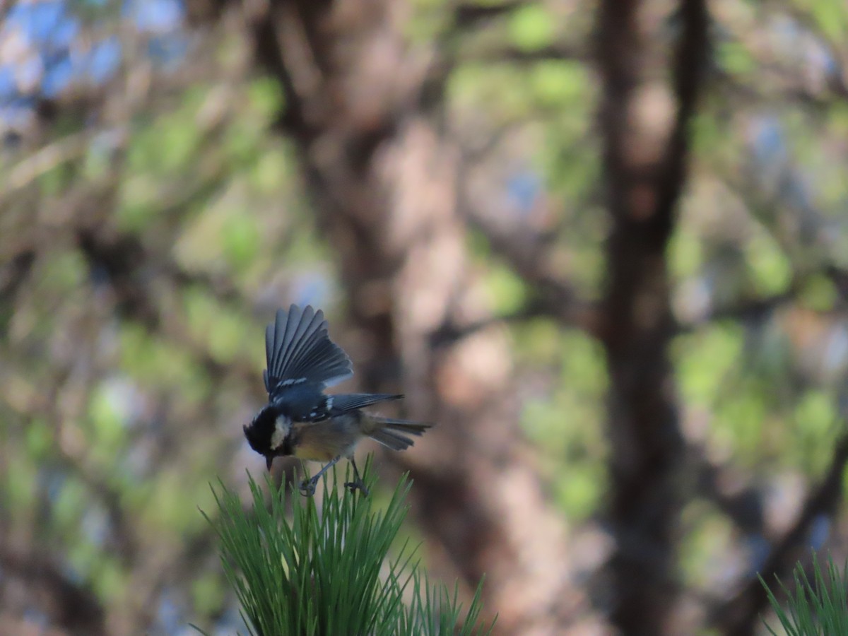 Coal Tit - ML602103331