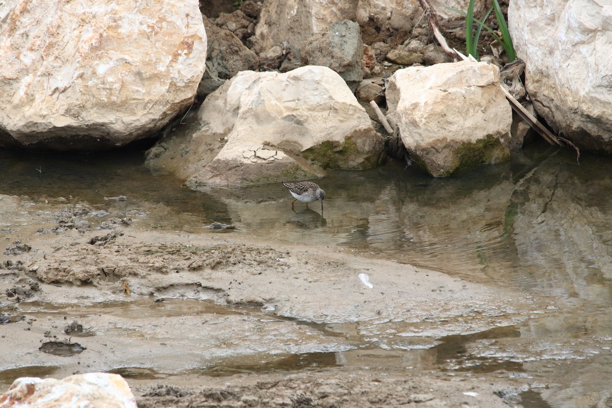 Wood Sandpiper - Murat GÖKÇE