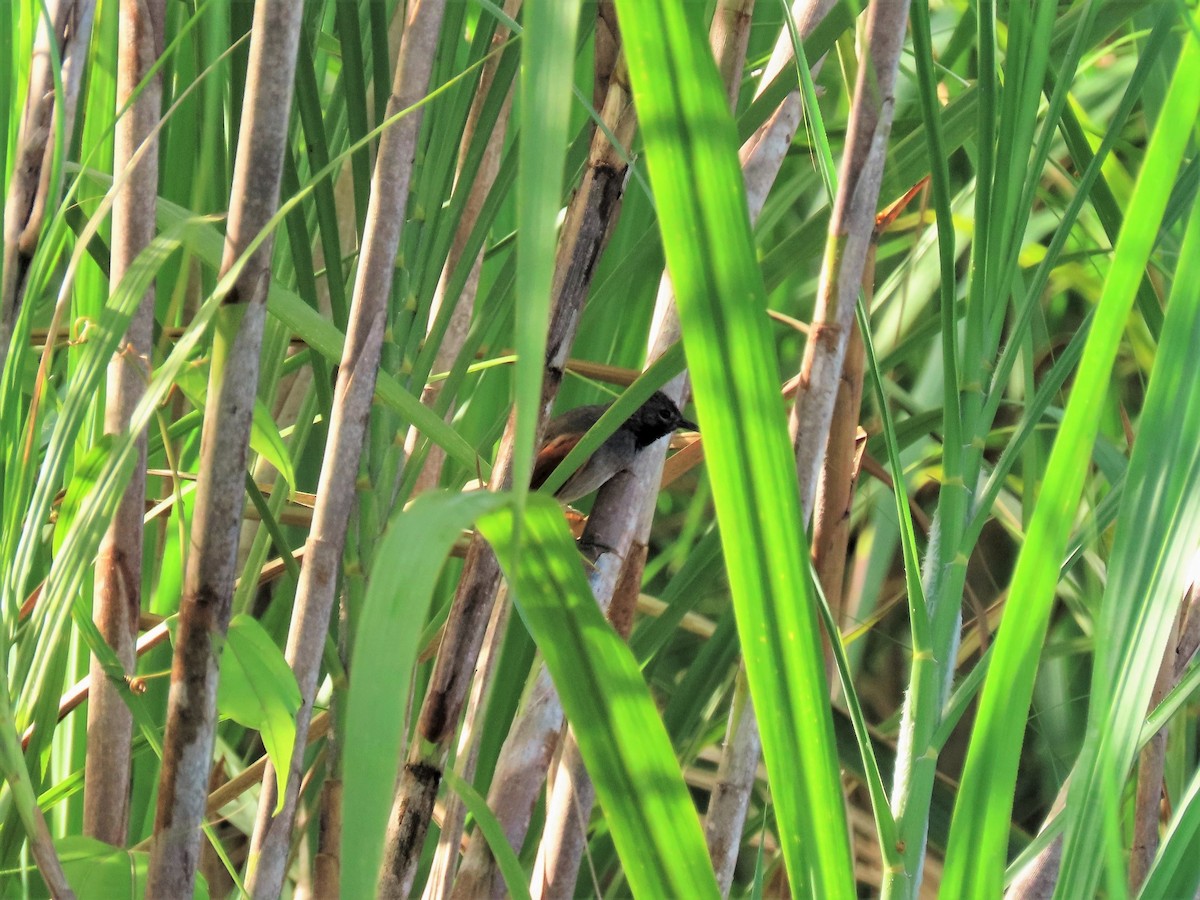 White-bellied Spinetail - ML602104771