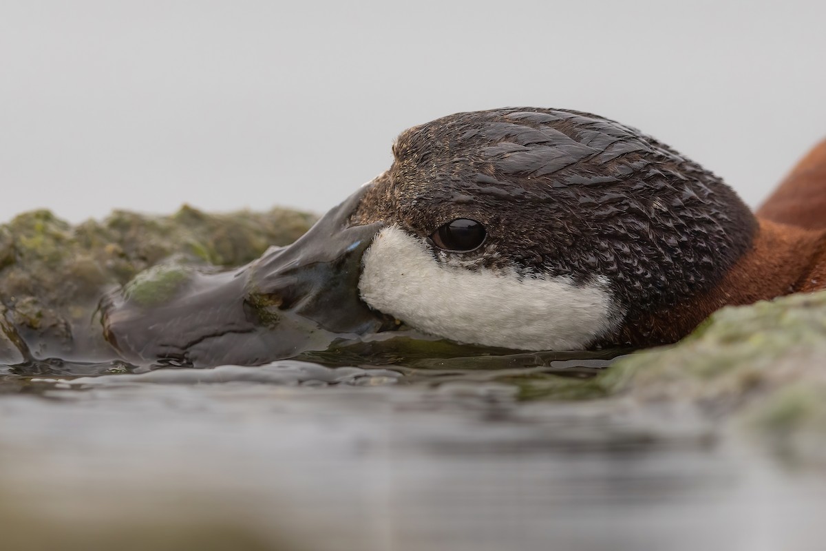 Ruddy Duck - ML602105031