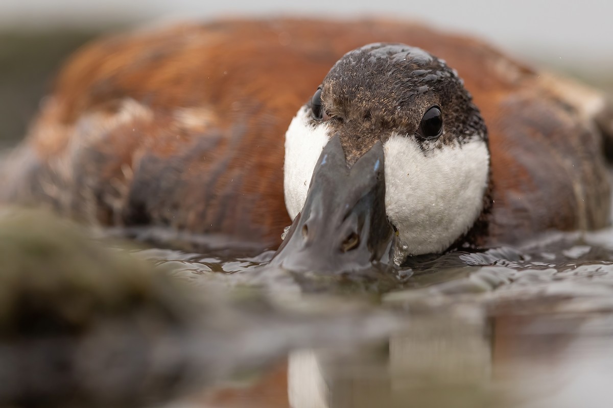 Ruddy Duck - ML602105041